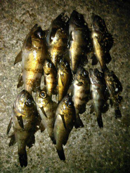 大潮満月ド干潮で目張炸裂逆転満塁ホームランの巻